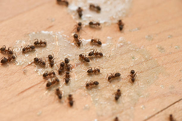  Sunriver, OR Pest Control Pros